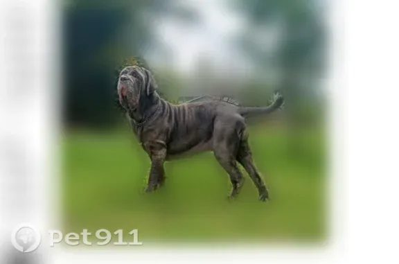 Lost dog, Faceville Highway, 1708, Bainbridge — female, blue/silver, 5-year-old Neapolitan Mastiff - photo