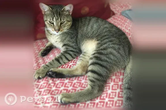 Lost cat, Norwood Street, 83, Greenfield - male, ticked grey and brown with black stripes - photo