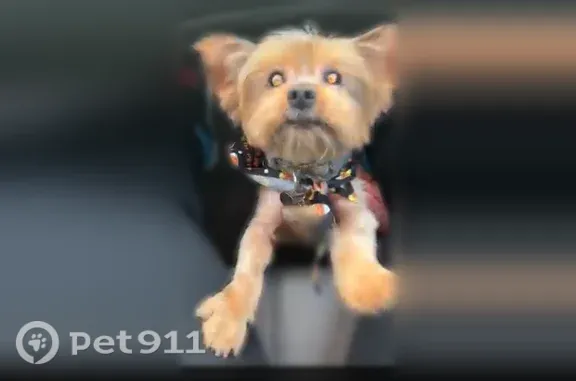 Lost pets Westland, photo: Lost dog, 2000 block of Anita, Westland - beige and black, no collar