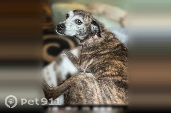 Lost dog, County Road 119, 860, Water Valley - female brindle with a cleft lip - photo