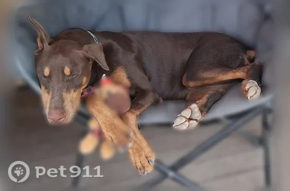 Lost pets Tucson, photo: Lost dog, South San Joaquin Road, 1205, Tucson — female Doberman