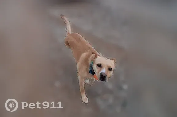 Lost pets Tucson, photo: Lost dog, South San Joaquin Road, 1205, Tucson — male, 3-legged tan lab mix