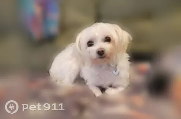 Lost pets Azusa, photo: Lost dog, Riverside Dr & Lankershim Blvd, Azusa — tiny white female, 5 lbs