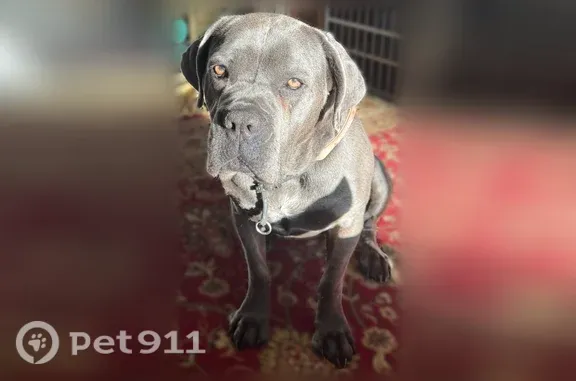 Lost dog, View Lane, 6017, Edina - female, grey, pink collar - photo