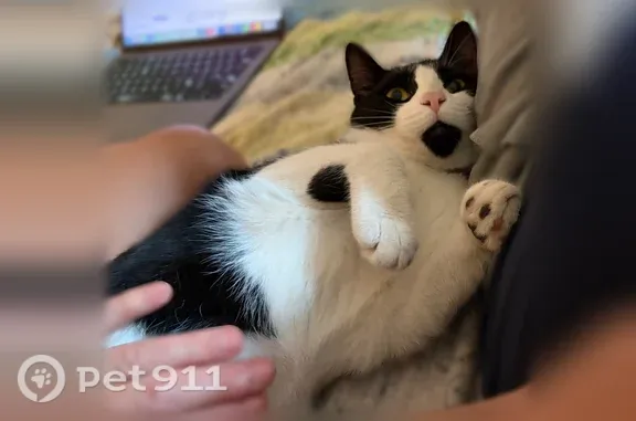 Lost cat, Clarkson Avenue, 121, Brooklyn - tuxedo, very friendly - photo