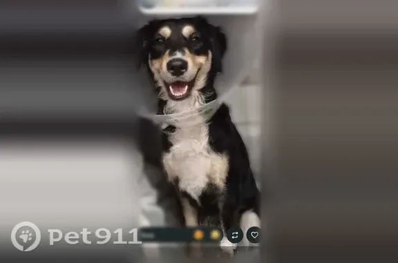 Lost dog, 20th Street North, 3165, Arlington - female, black and white mix - photo
