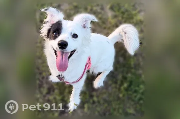 Lost pets Dallas, photo: Lost dog, Webb Chapel Road, 9608, Dallas - female, black eye, black collar