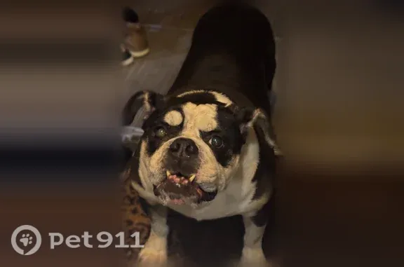 Found pets Gig Harbor, photo: Found dog, Crescent Valley Drive Northwest, Gig Harbor - black and white