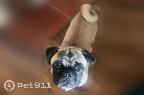 Lost pets Springfield, photo: Lost dog, North Tecumseh Road, 195, Springfield - female pug, fawn color