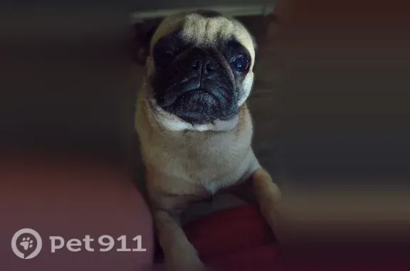 He is a blondeish tan with black mask he has a small white scare on snout and only 1 testicle he has not been neutered