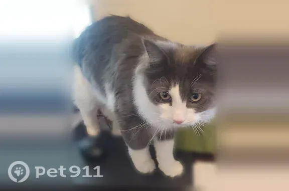 Lost cat, Clintonville Road, 28, North Haven - long-haired gray and white male cat - photo