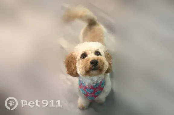 Lost pets McGregor, photo: Lost dog, River Park Road, 521, McGregor - female mini labradoodle