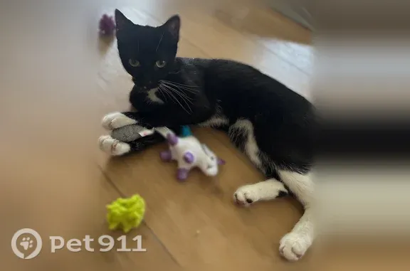 Missing cat Harrisburg, photo: Lost cat, Lyndale Avenue, 64, Buffalo, Harrisburg - female, tuxedo, very friendly