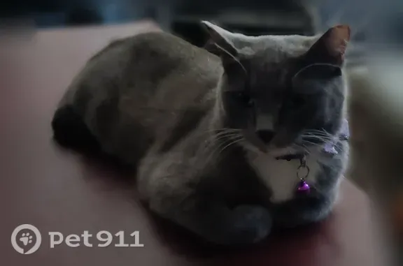Missing cat Laurel, photo: Lost cat, Lackawanna Lane, 2618, Laurel - grey dot on white chin