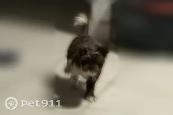 Lost dog, Seventh Street, 7201, Canutillo - scared brown small dog - photo