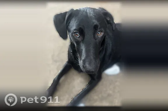 She’s a black lab a little under 2 years old. She was wearing pink camouflage collar and prong dog collar with purple leash attached