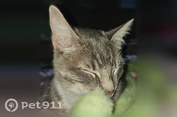 Lost cat, South 312th Street, 2410, Federal Way - grey and white, yellow eyes - photo