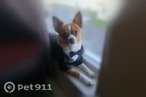 Missing dog Male, Granite City (usl545549) - photo