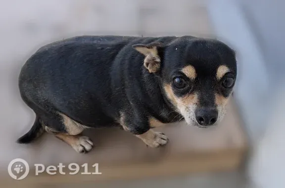Missing dog Female, Ottawa (usl545551) - photo