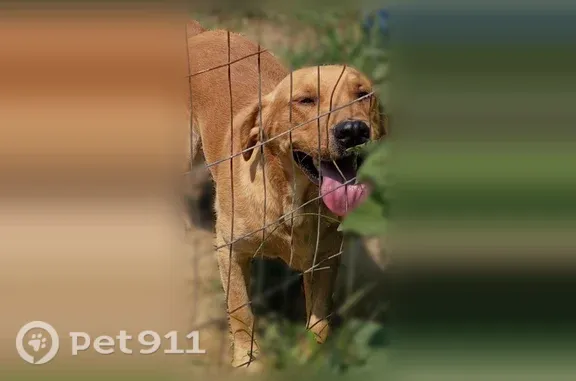 Missing dog Male, Gainesboro (usl545554) - photo