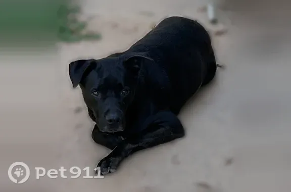 Missing dog Male, Gautier (usl545556) - photo