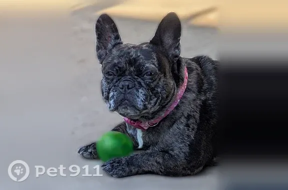 Missing dog Female, Beaverton (usl545558) - photo