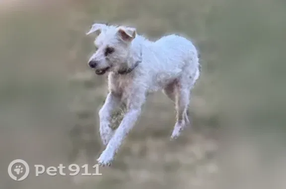 Lost pets Grand Prairie, photo: Missing dog Male, Grand Prairie (usl545559)