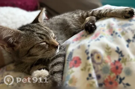 Missing cat Hayesville, photo: Missing cat Female, Hayesville (usl545562)