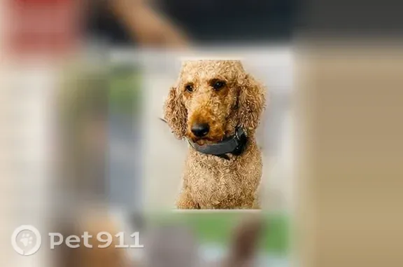 Missing dog Jefferson City, photo: Lost dog, male poodle, Lebanon Church Road, 7740, Jefferson City — 5 years old, 54 lbs