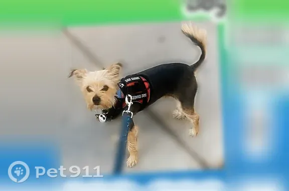 Lost dog, West Bethany Home Road, 2345, Phoenix — male with a blue cone and green bandanna - photo