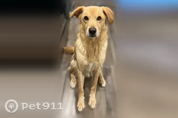 Lost pets Edinburg, photo: Lost dog, North Soñador Drive, 2110, Edinburg — male Golden Retriever/Labrador-type mix