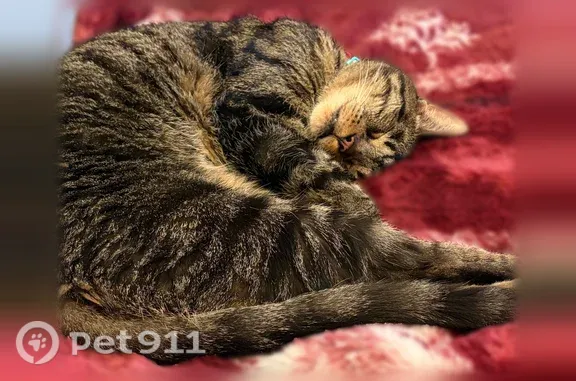 Lost cat, South 15th Street, Philadelphia — male tabby with white collar - photo