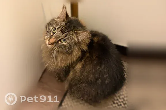 Lost cat, Cold Stream Court, 4842, Columbus, Anderson — female brown-and-black Maine Coon/tabby mix - photo
