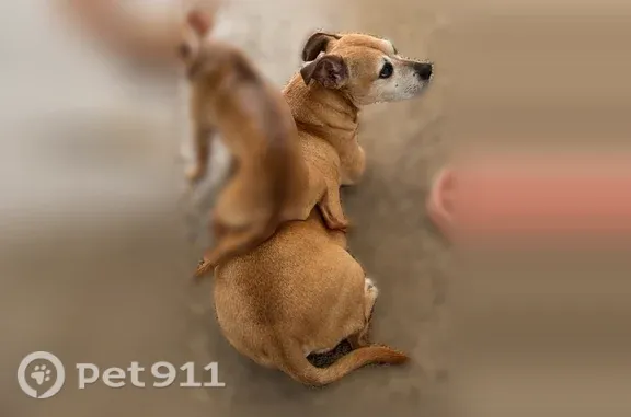 Lost female dog, OR-18 & OR-22, Hillsboro — fawn deer chihuahua - photo