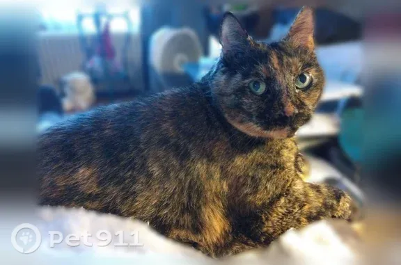Lost female cat, Wellesley Avenue, 20, Pawtucket — tortie and very skittish - photo