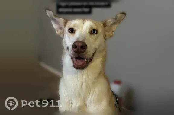 Lost dog, female, McCombs Street, 9960, El Paso — large ears - photo