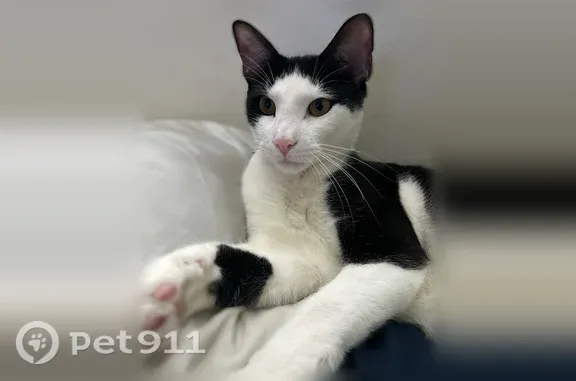Black and white coat. 2 scars under the neck like little bald spots hazel eyes