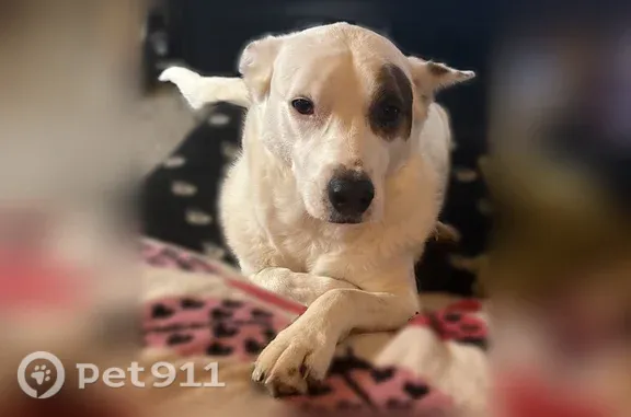 Lost dog, South Center Street, 325, Collierville — white fur with a brown patch around her left eye - photo