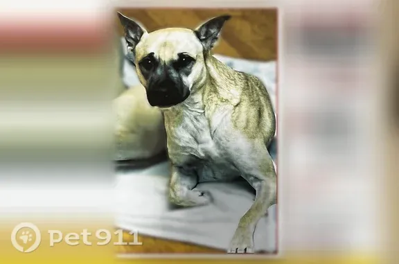 Lost Dog, Skokie, Illinois, Valparaiso — tan with black nose and one floppy ear - photo