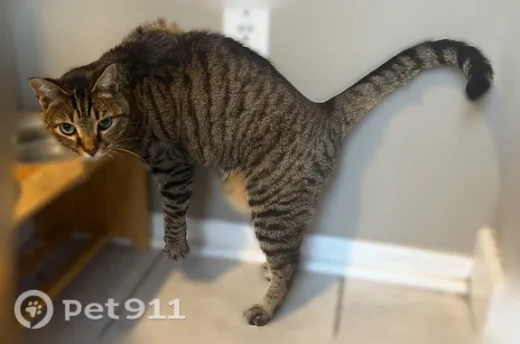 Lost Cat, Hanover, Minnesota,...