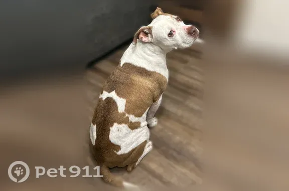 Lost dog, Land Road, Waleska, Canton — short, 13 years old - photo