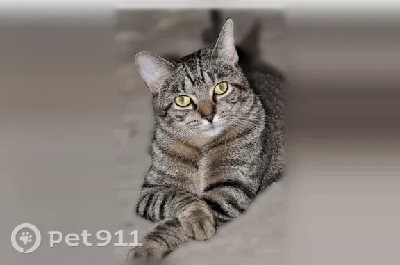 Lost cat, Milton Carlisle Road...