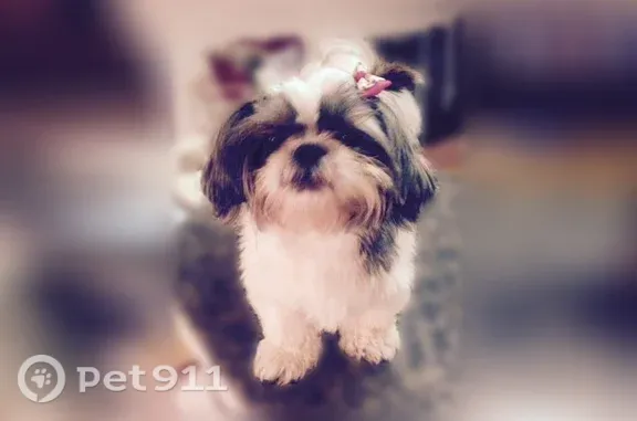 Lost Dog, County Road 564, 267, Rogersville — female black and white Shih Tzu - photo