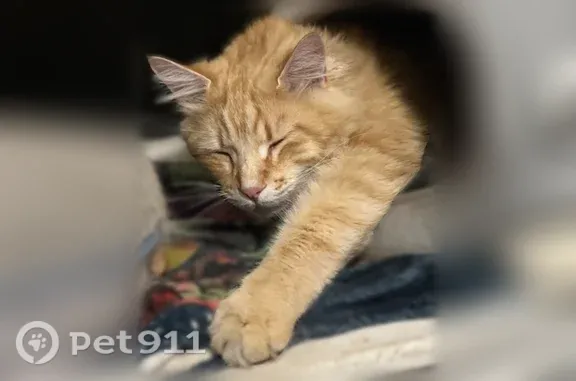 Lost cat, Hillrock Drive, 8504...