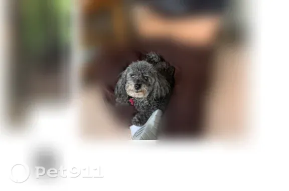 Lost dog, Miami, Florida, Tampa — 15-year-old female, 11 lb - photo