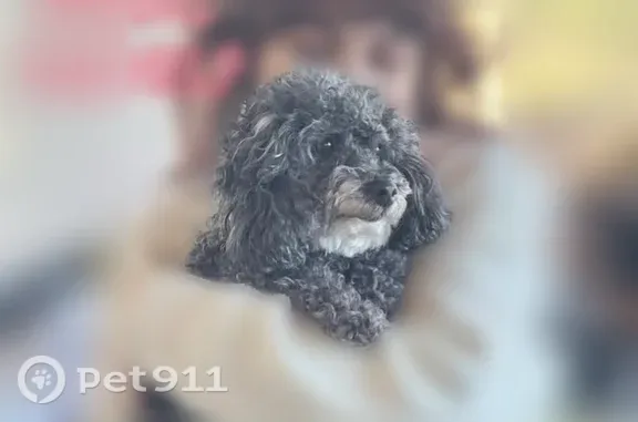 Lost pets Bradley, photo: Lost dog, Biscayne Boulevard, Florida, Bradley — 15-year-old, deaf and friendly female