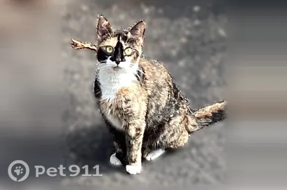 Found cat, Willow Avenue, 125,...
