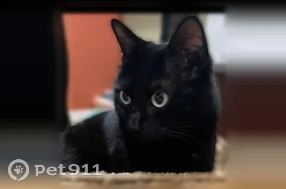 Lost cat, female, Shoreline, W...