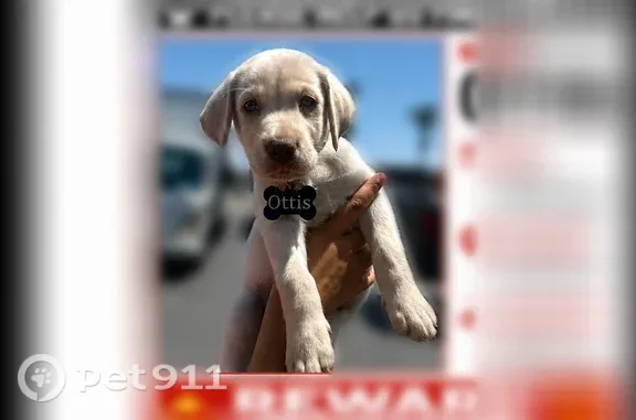 Lost male dog, Jurupa Valley, California, Anaheim - photo
