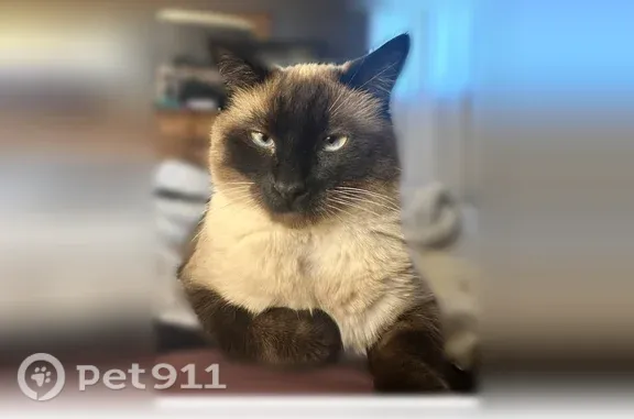 Lost cat, male, East Glenwood...